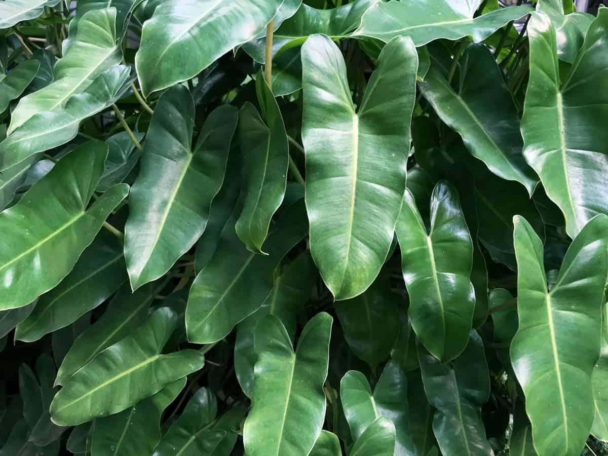 arrowhead plant has distinctly-shaped leaves