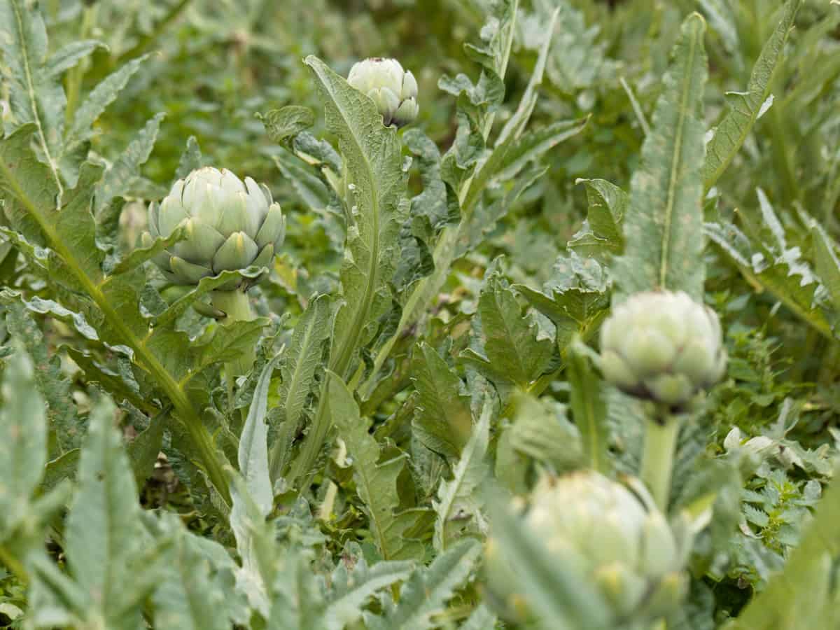 artichokes are one of our oldest vegetables and are easy to grow