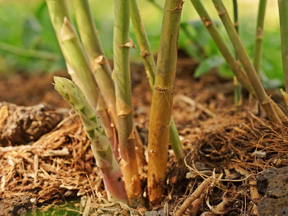 asparagus needs to grow in a sunny area