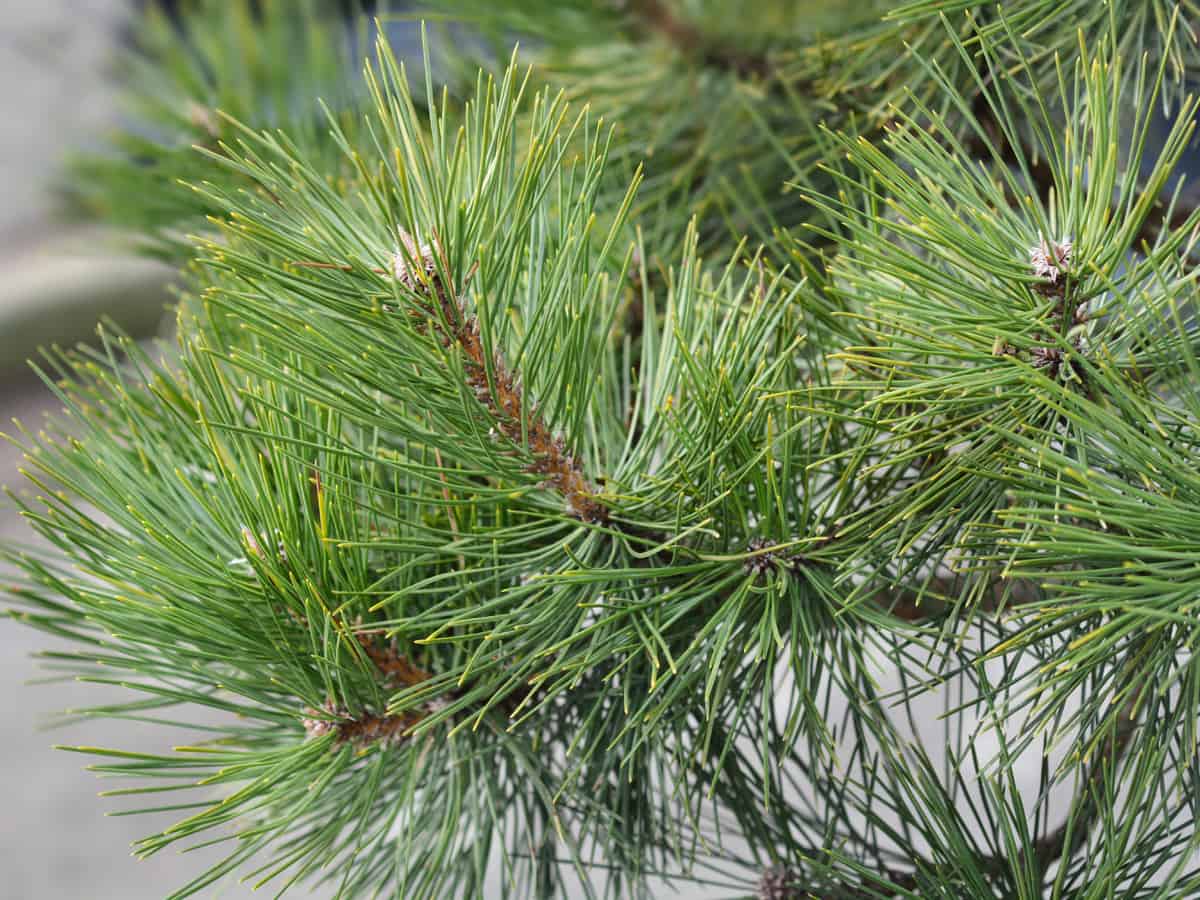 Austrian pine is an evergreen that's perfect anywhere in the yard