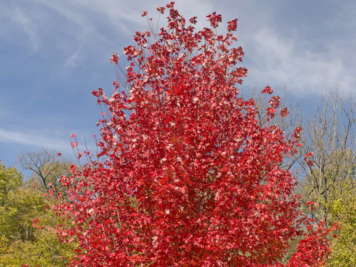 autumn blaze red maple is a fast growing shade tree