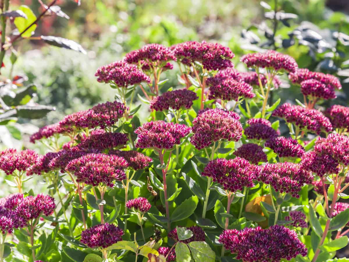 autumn joy is a cross between a sedum and ice plant