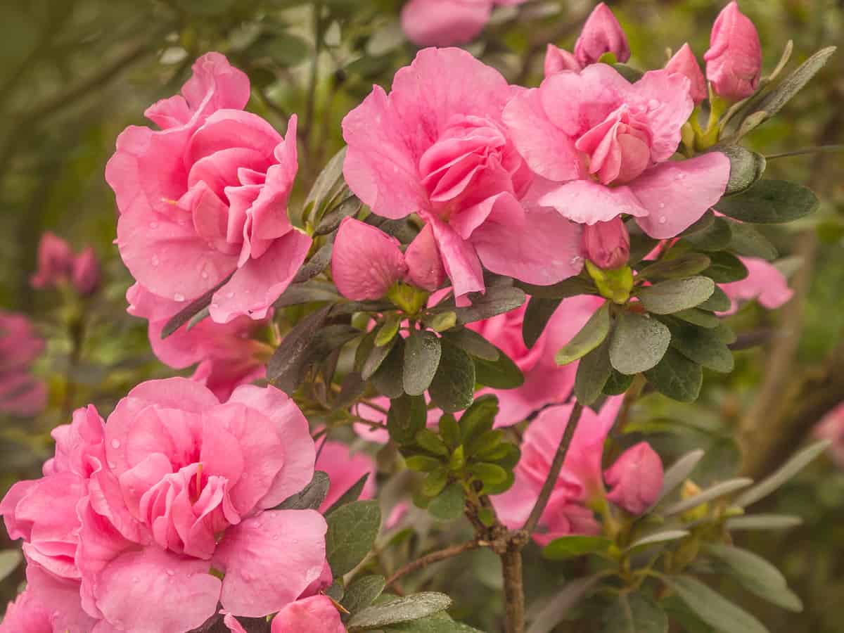 autumn princess azalea has beautiful blooms