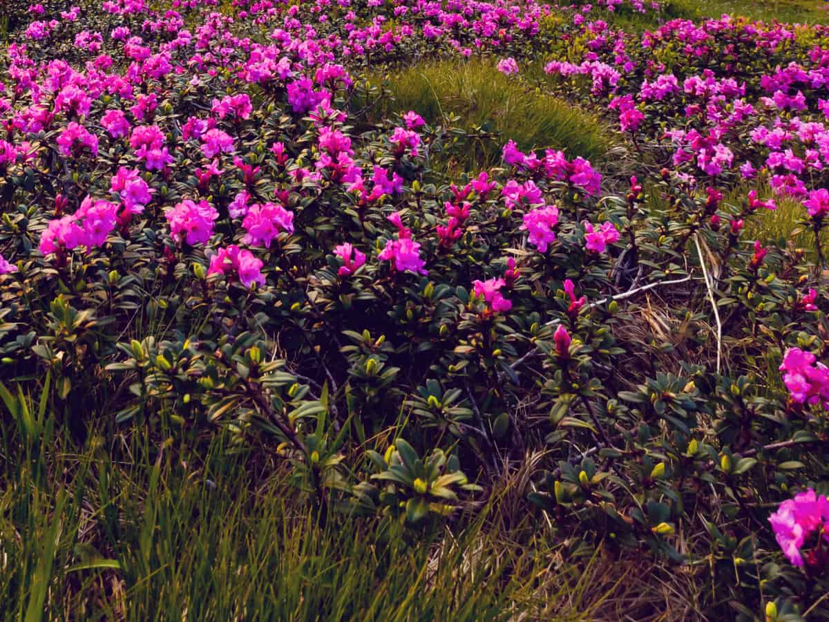 bloom-a-thon pink double azalea requires little maintenance