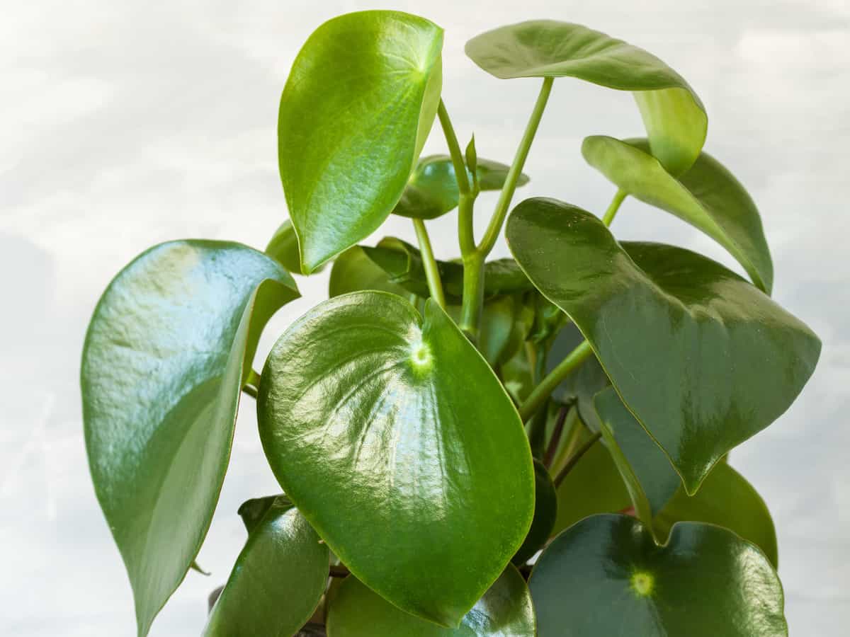 baby rubber plant is easy to grow indoors