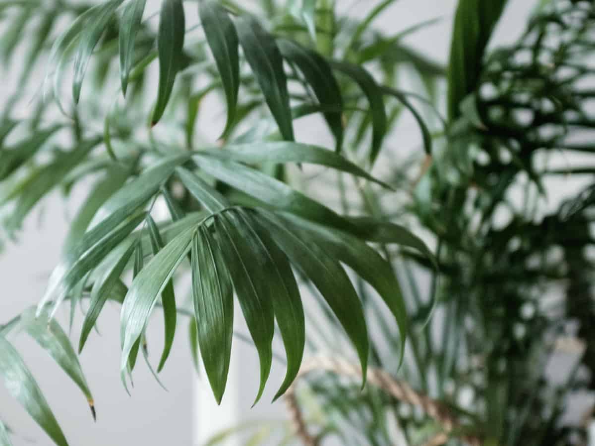 bamboo palm is a great indoor palm tree