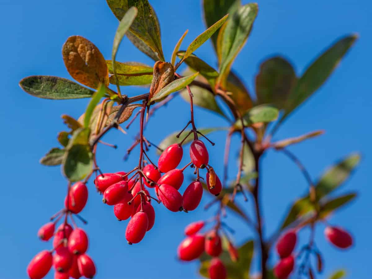 barberry is a beautiful addition to the garden