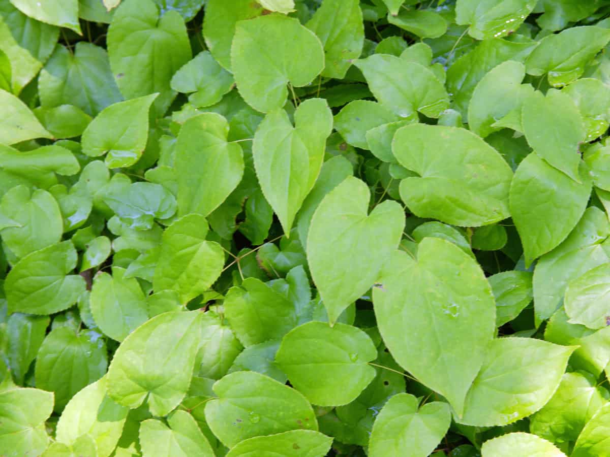 barrenwort is a small perennial with pretty purple and white flowers in the fall