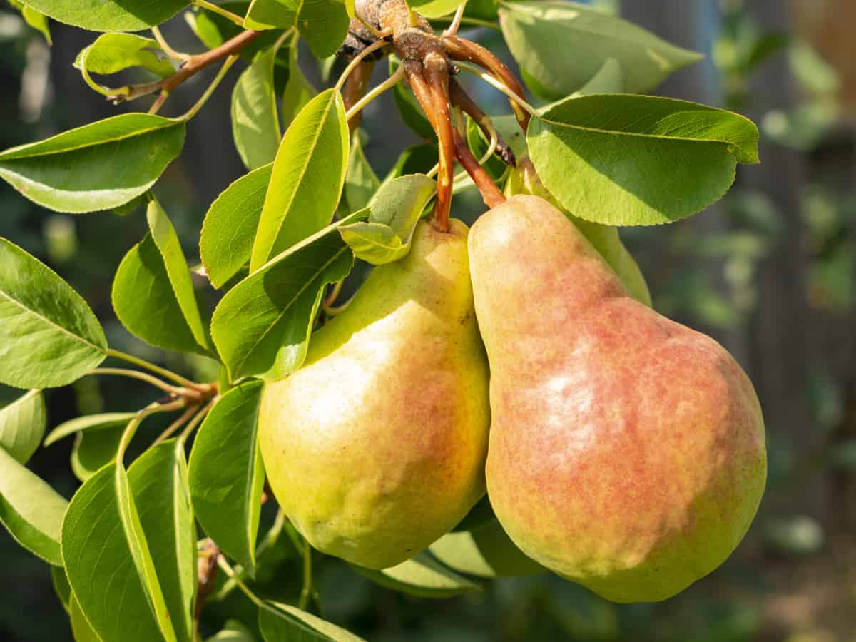 Bartlett pear trees are easy to grow in a mini-orchard on your patio