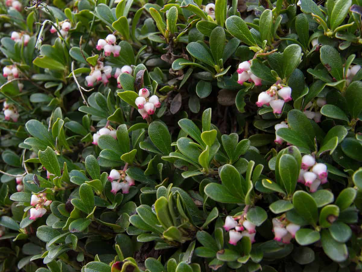 bearberry is a pretty evergreen shrub