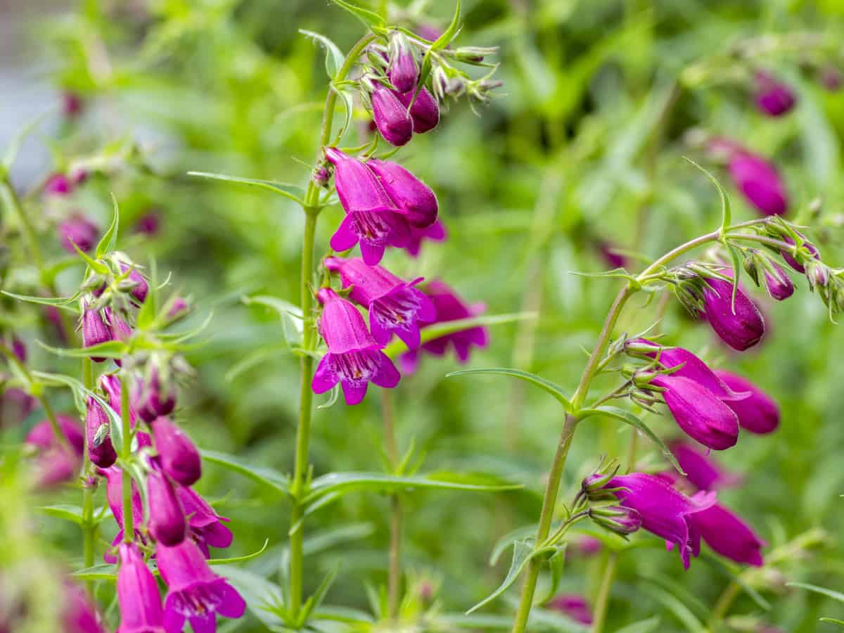 beardtongue flourishes in drought-like conditions
