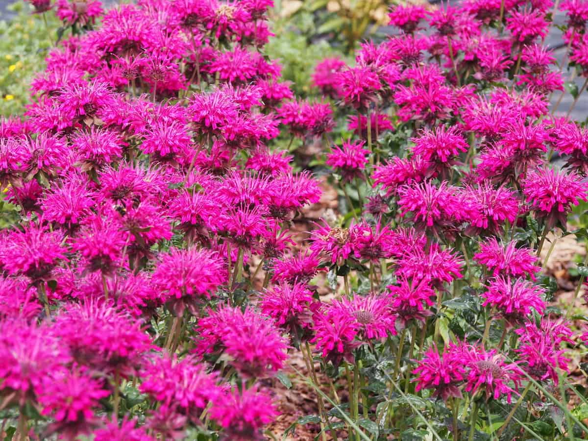 bee balm blooms from spring through fall