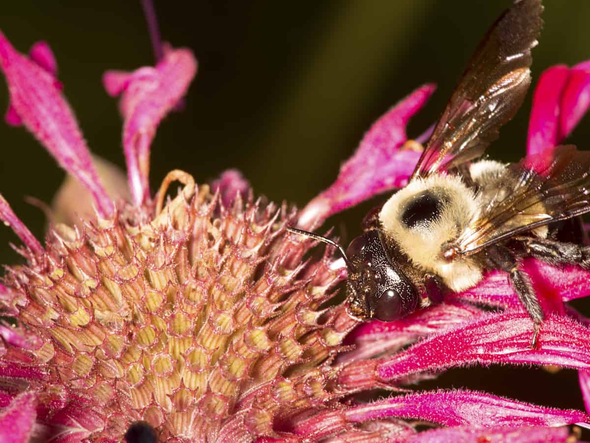 bee balm not only attracts bees but it is a perennial that is easy to care for