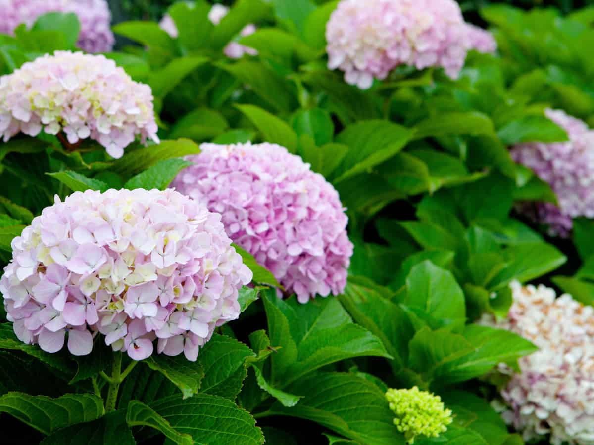 bella Anna hydrangea grows well in cold climates