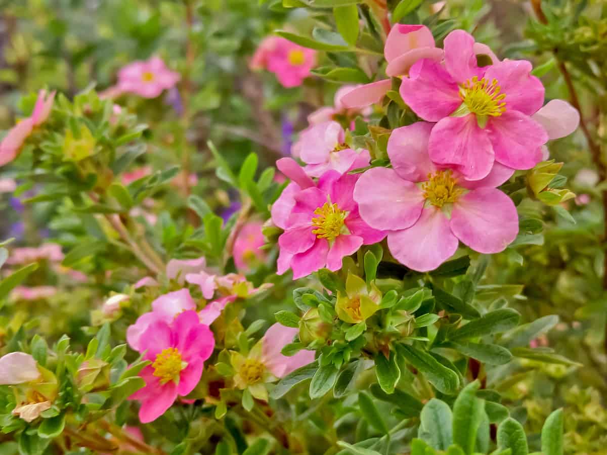 bella belissima potentilla is a hardy, low maintenance shrub