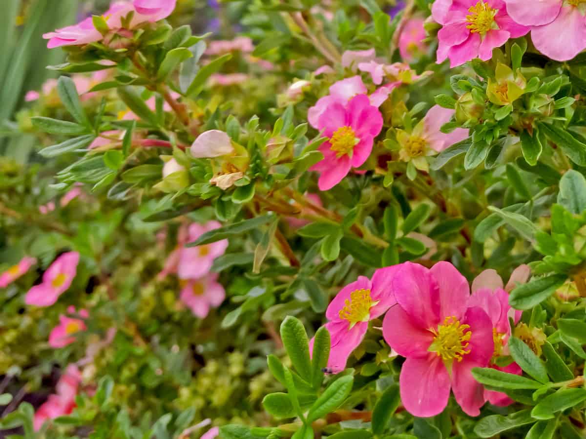 Bella Belissima potentilla is an attractive small flowering shrub