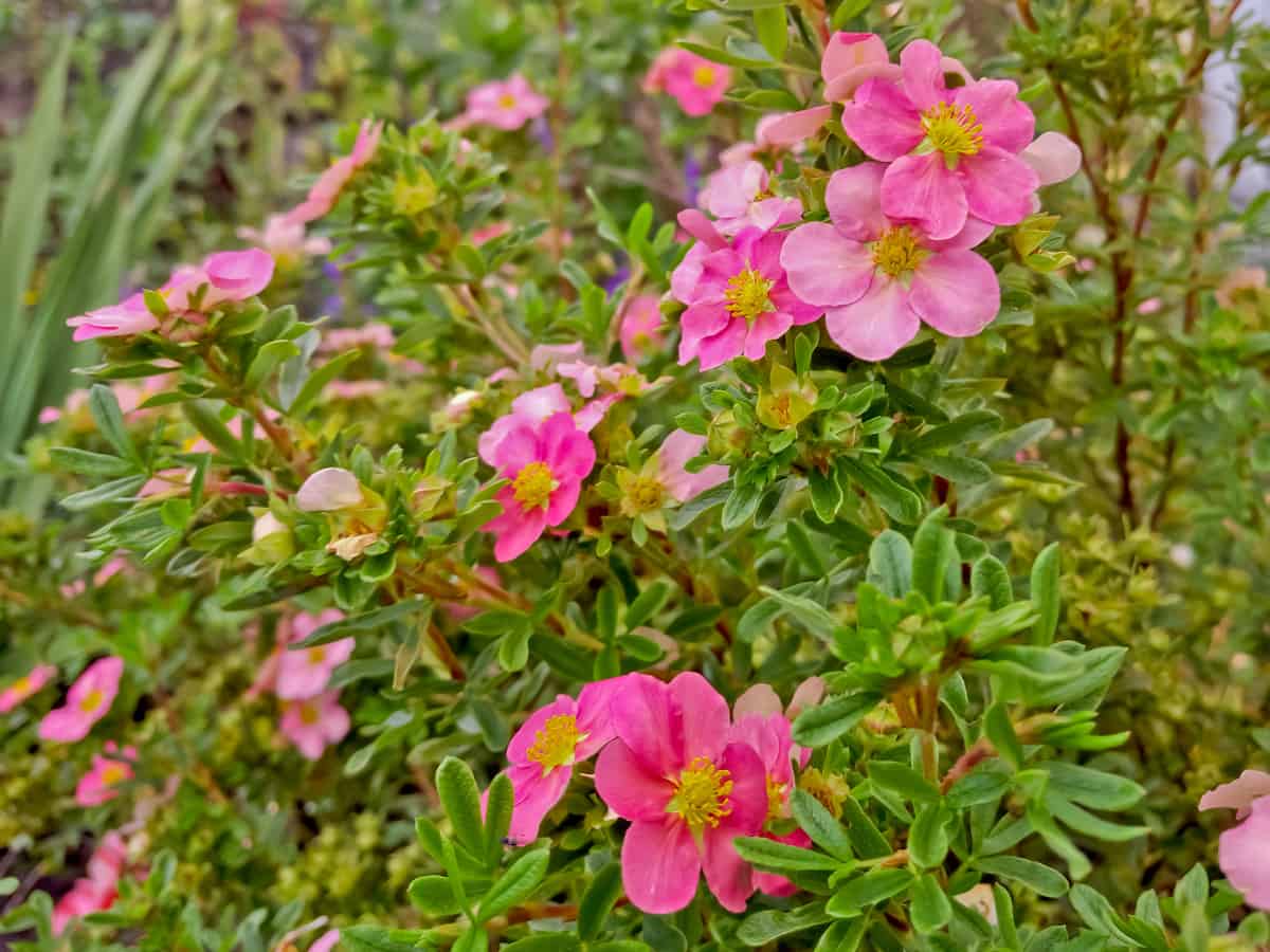 bella belissima potentilla loves the sun and produces pretty pink flowers