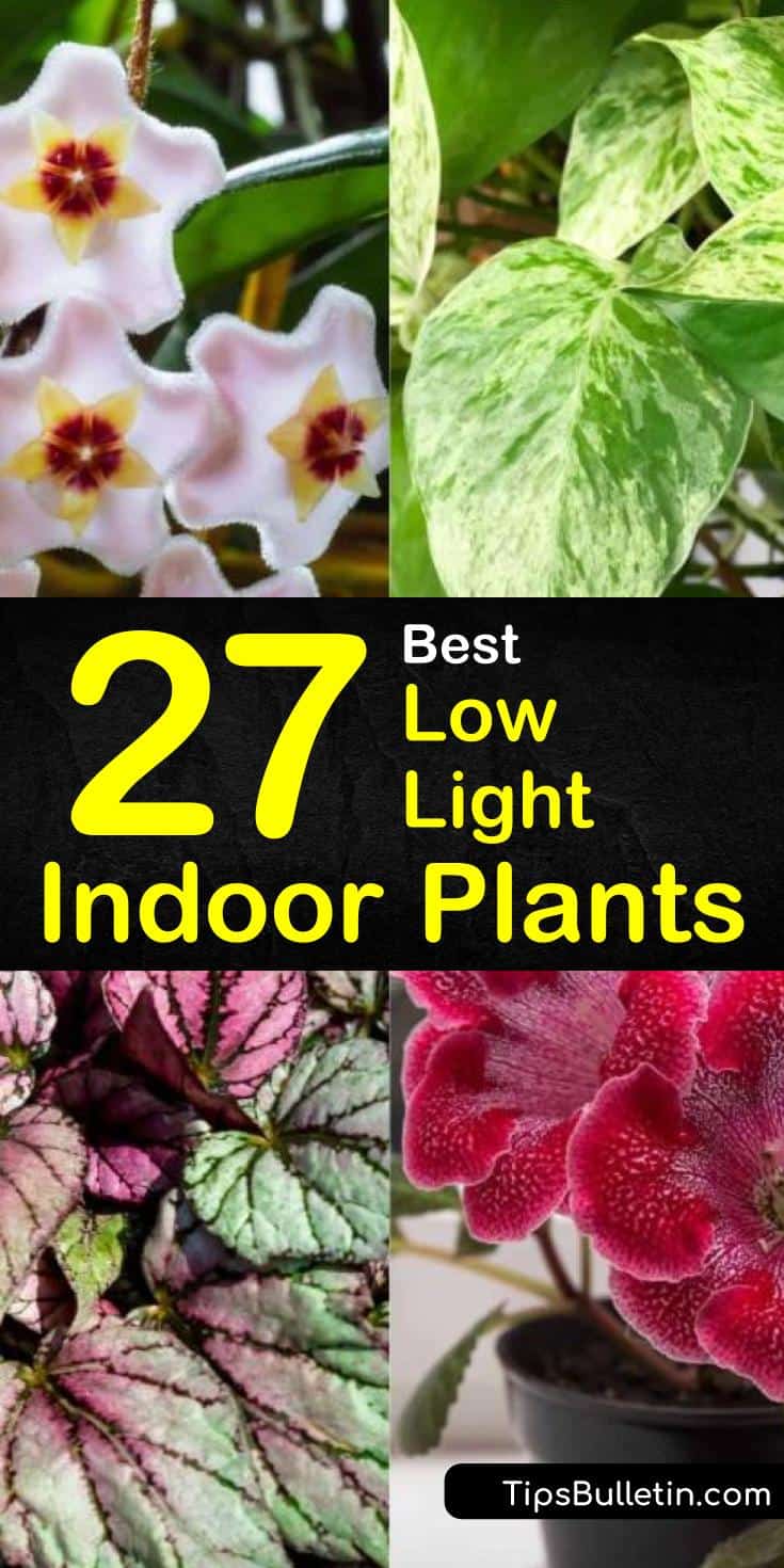 Discover which among the best low light indoor plants are perfect for your light-starved living rooms and offices. Know how to grow a houseplant in pots, window sills, or any room at home without full sun. #indoor #lowlight #plants