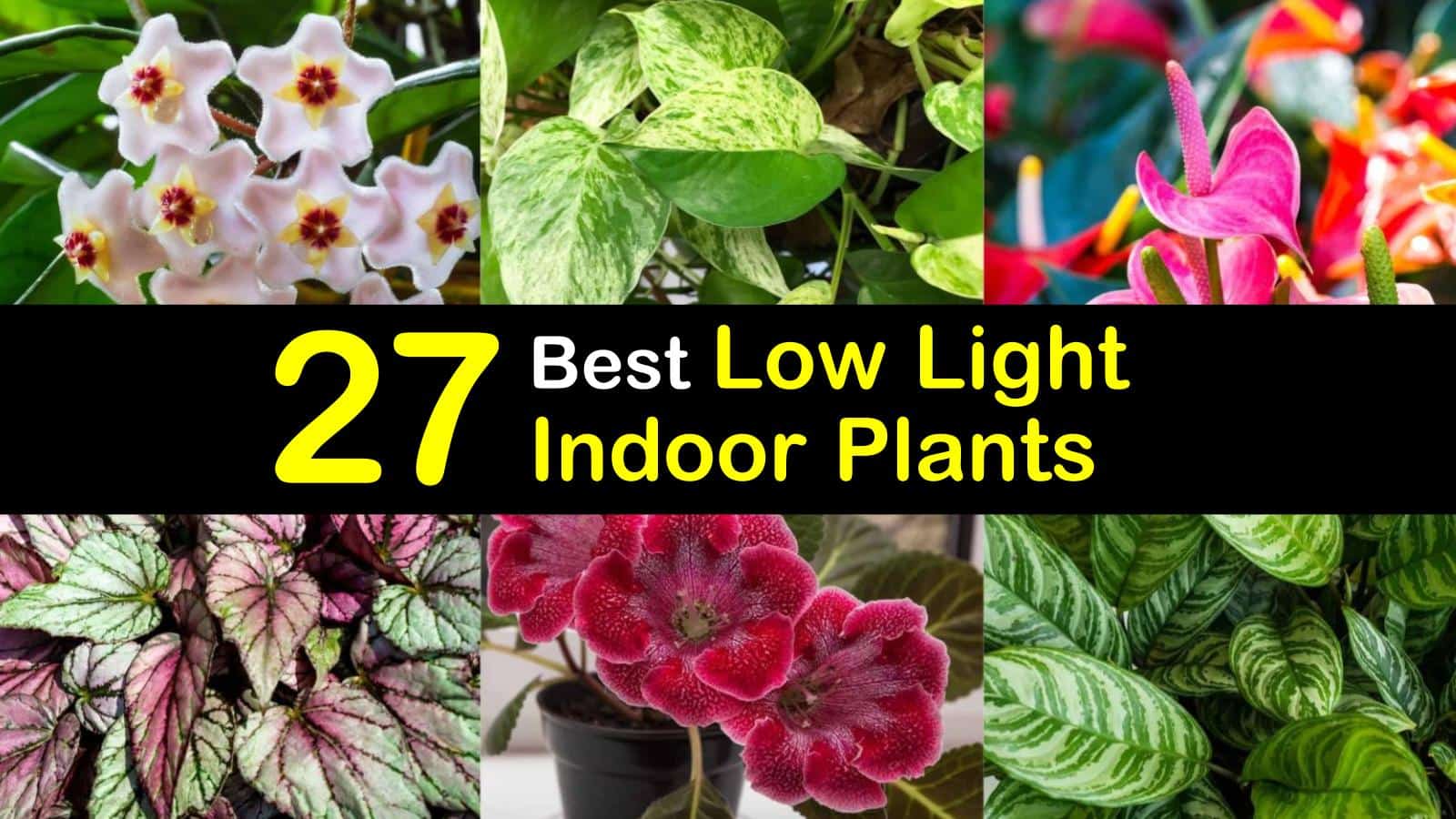 best low light indoor plants titleimg1