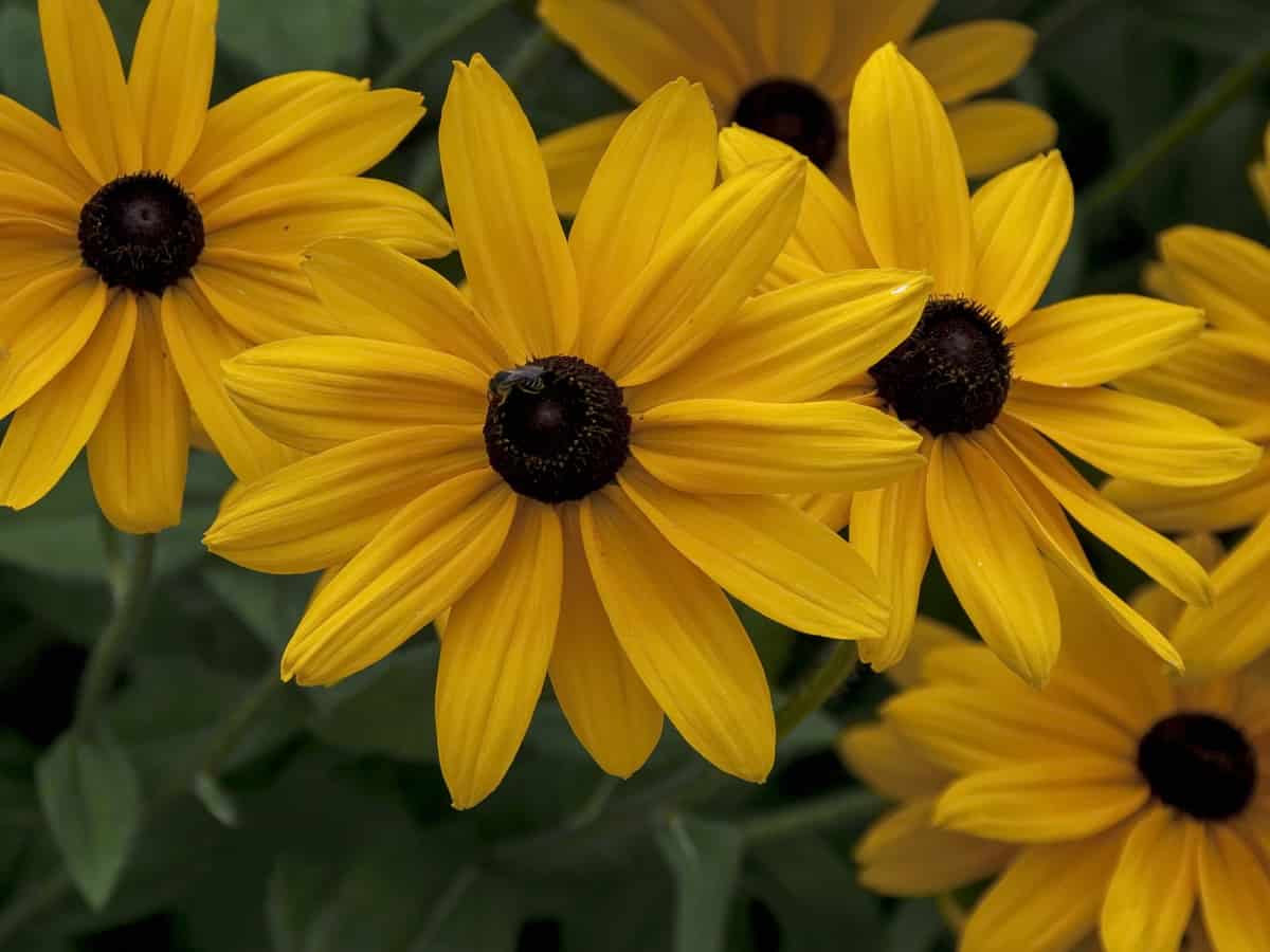 the black-eyed Susan is a herbaceous perennial