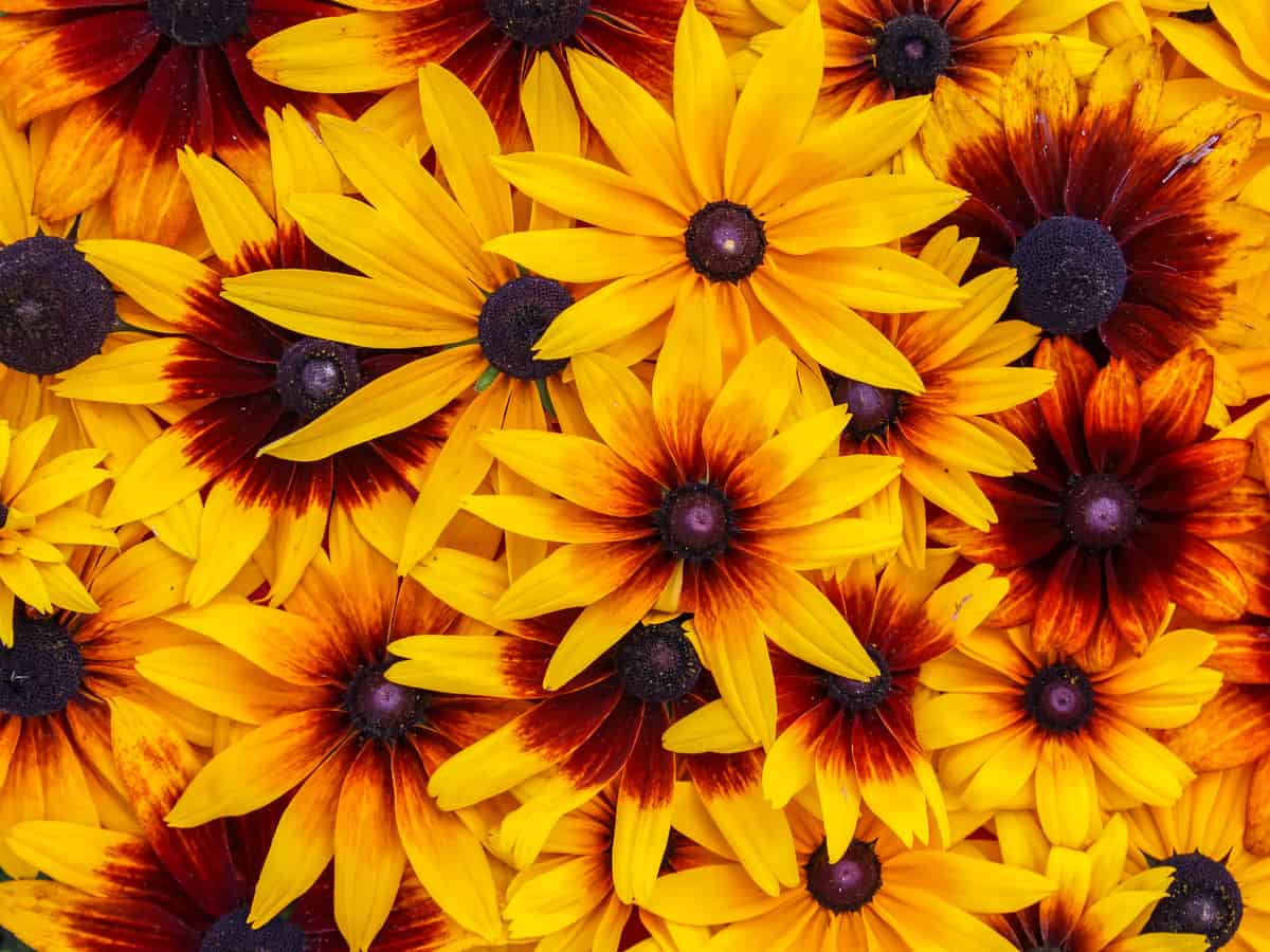 black eyed Susan is an easy maintenance perennial