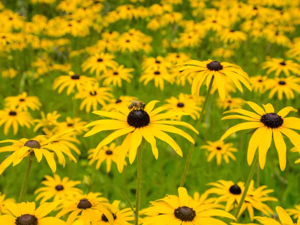 black-eyed-susan is a perennial favorite