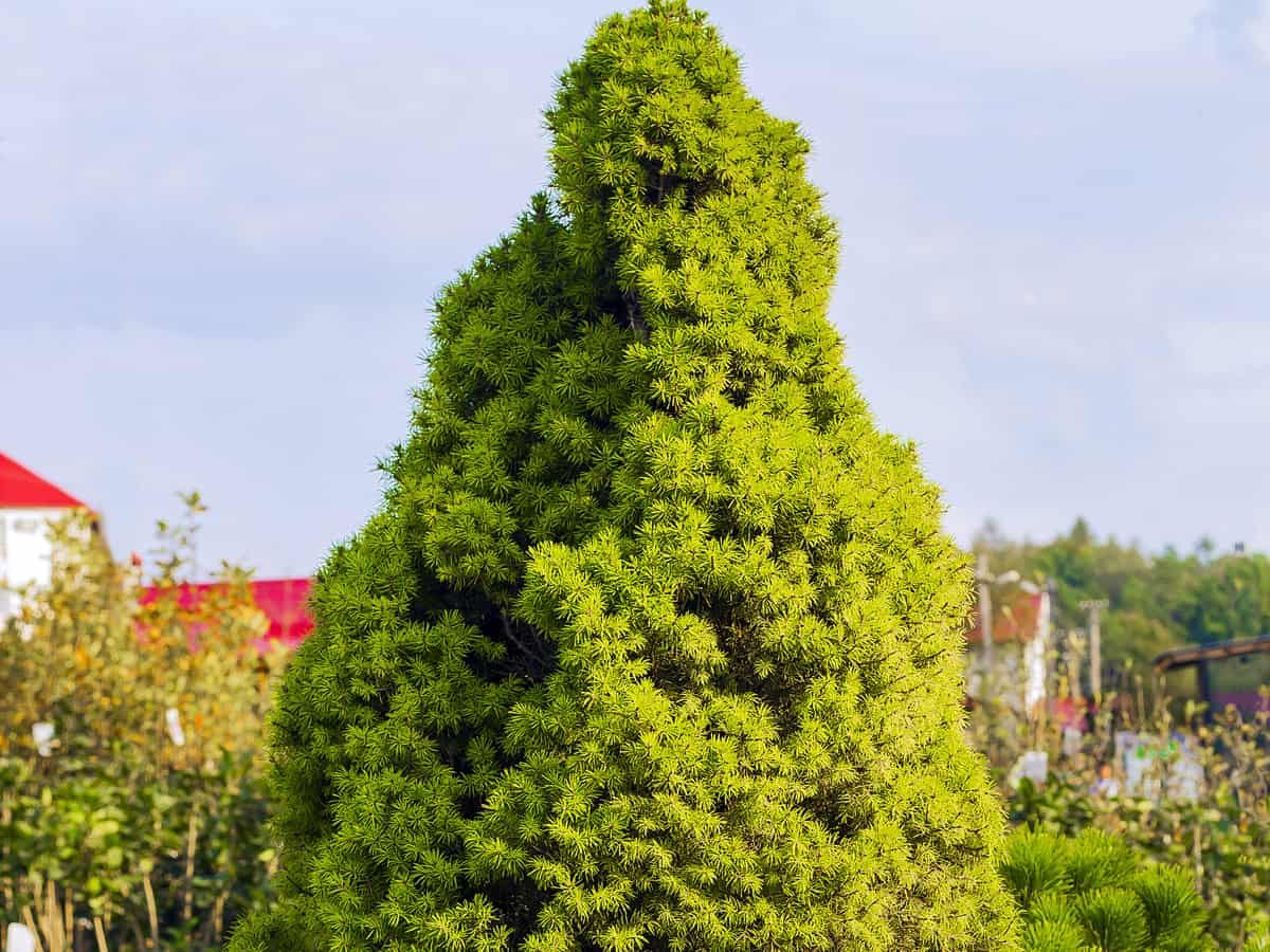 black hills spruce is an ideal evergreen for privacy