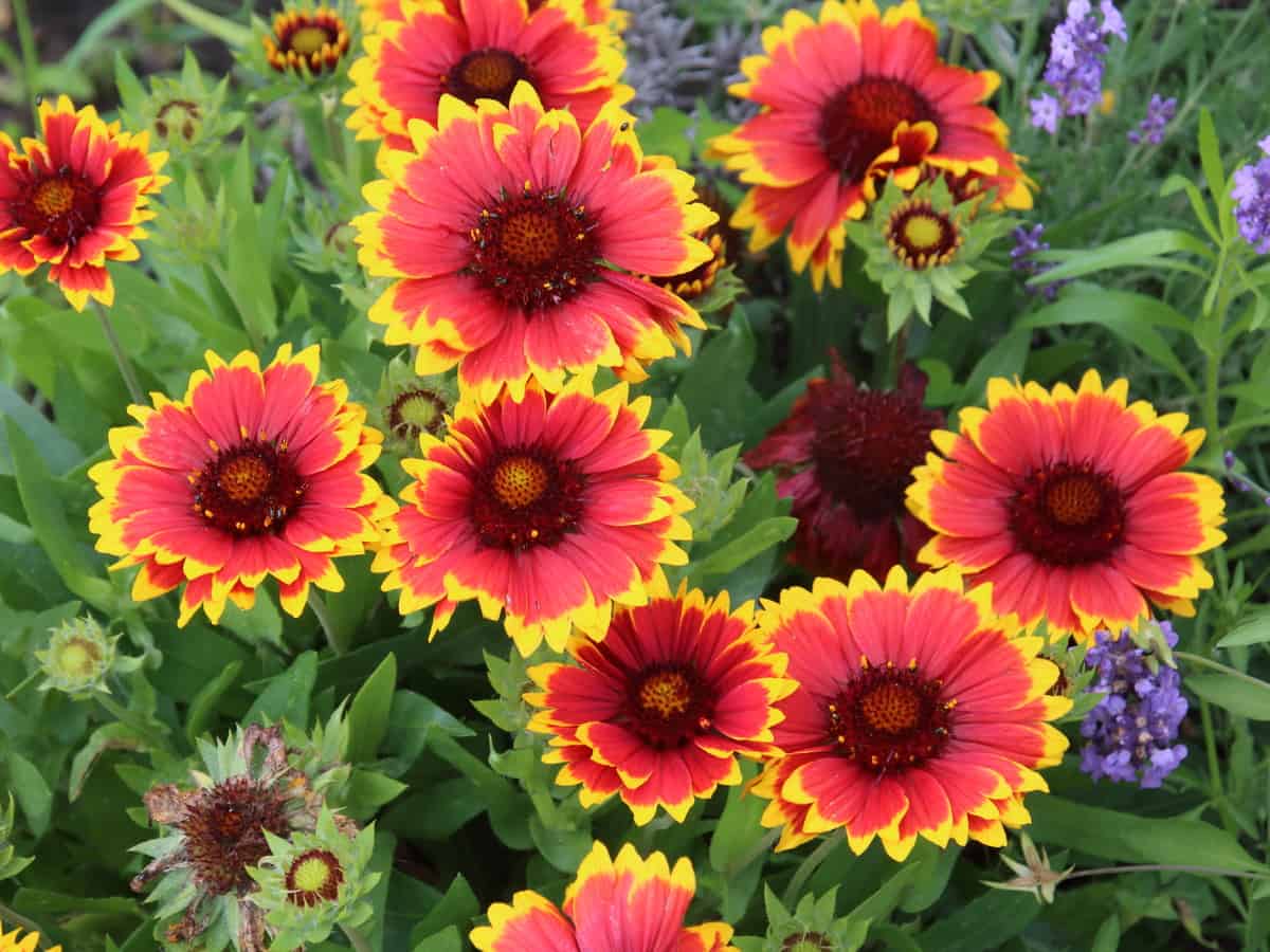 blanket flower offers color all summer