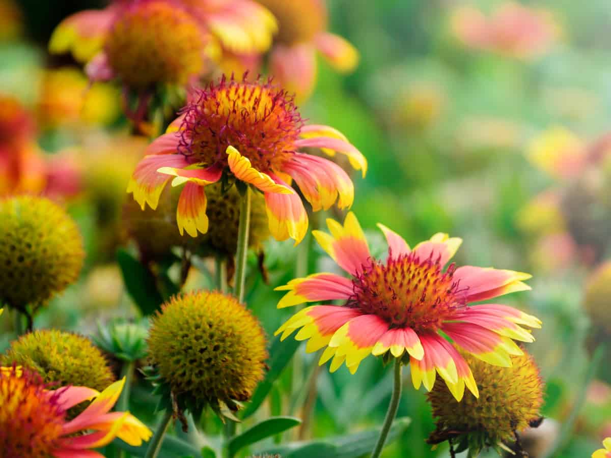 blanket flower is a colorful perennial