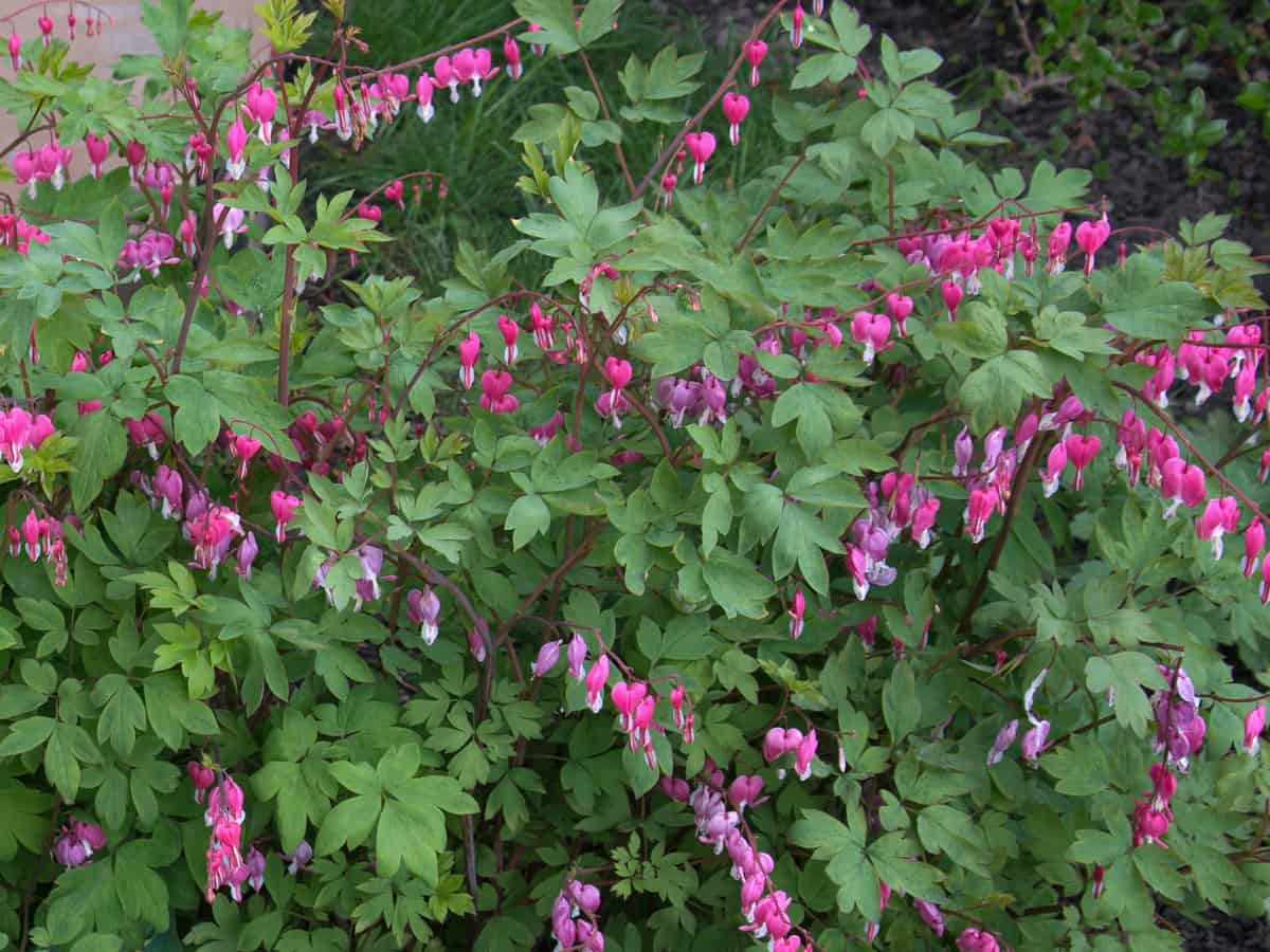 bleeding heart is a long-standing favorite perennial