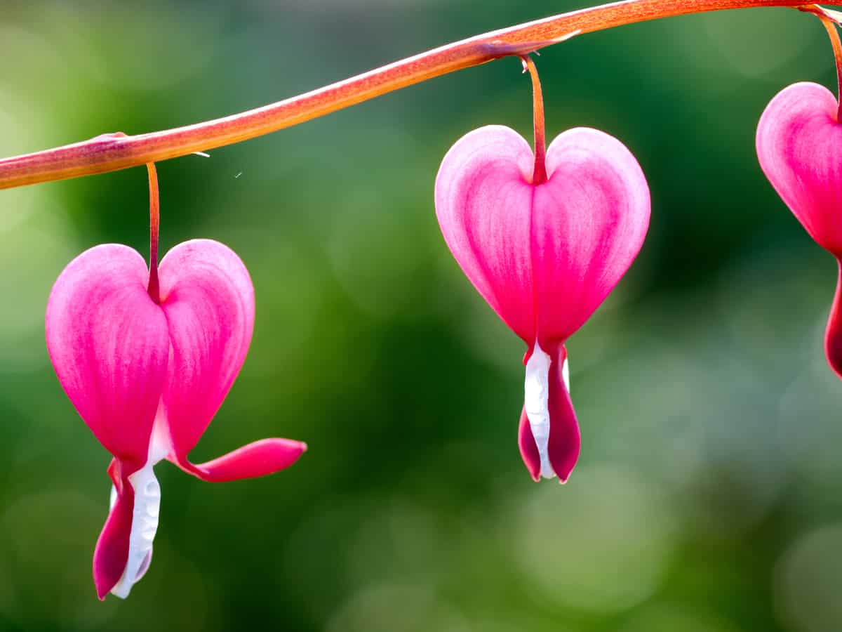 the bleeding heart prefers partial shade and moist soil