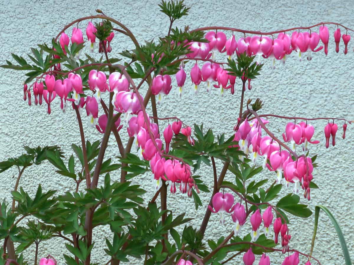 bleeding heart is a herbaceous perennial flower