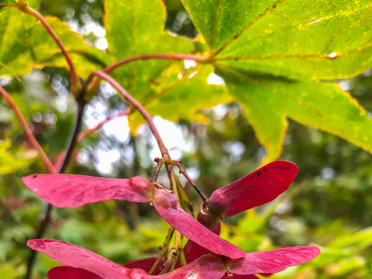 bloodgood Japanese maple grows fast and is beautiful, too