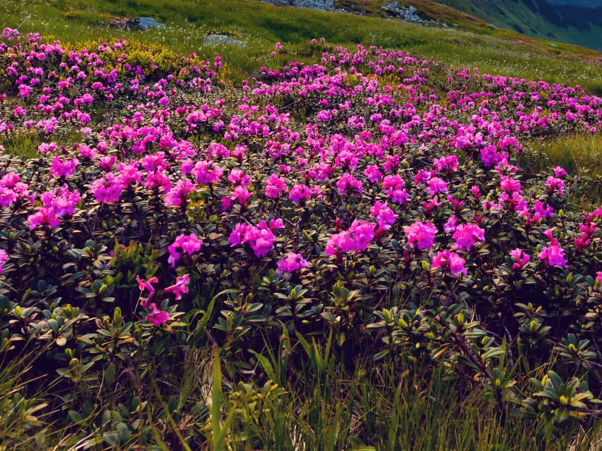 bloom-a-thon pink double small flowering shrub