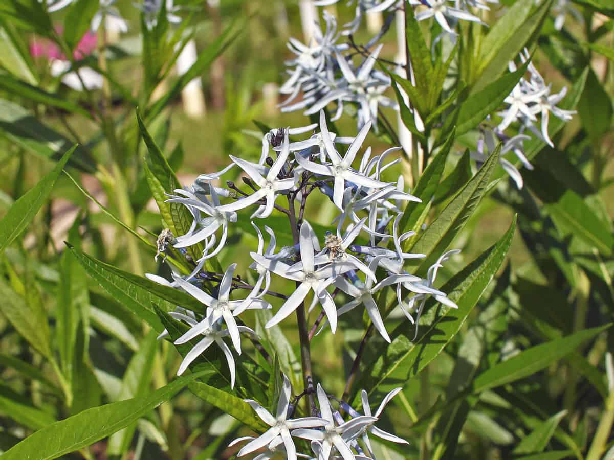 bluestar is a perennial that sometimes requires a little pruning