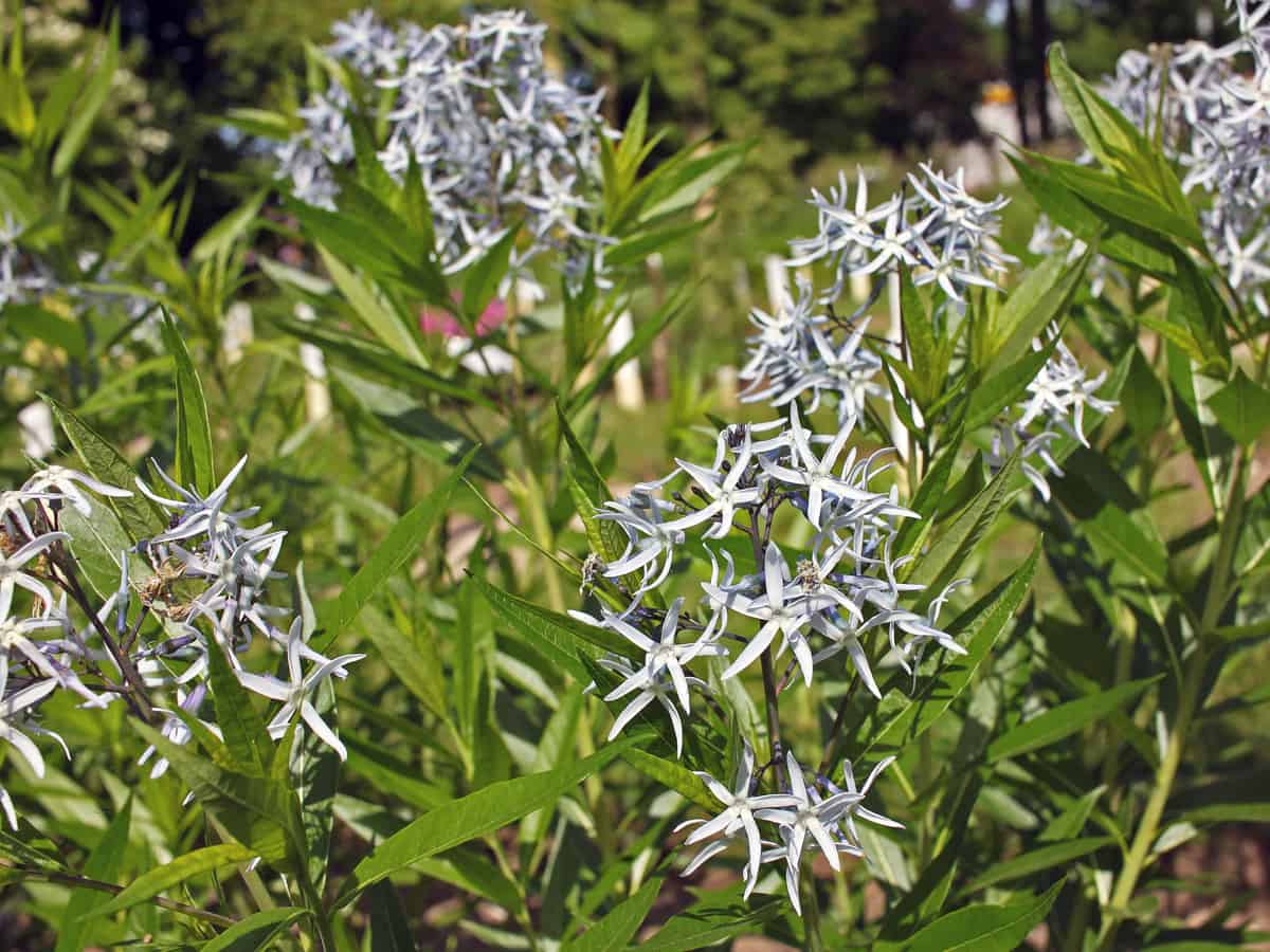 bluestar is a shade-loving flowering perennial