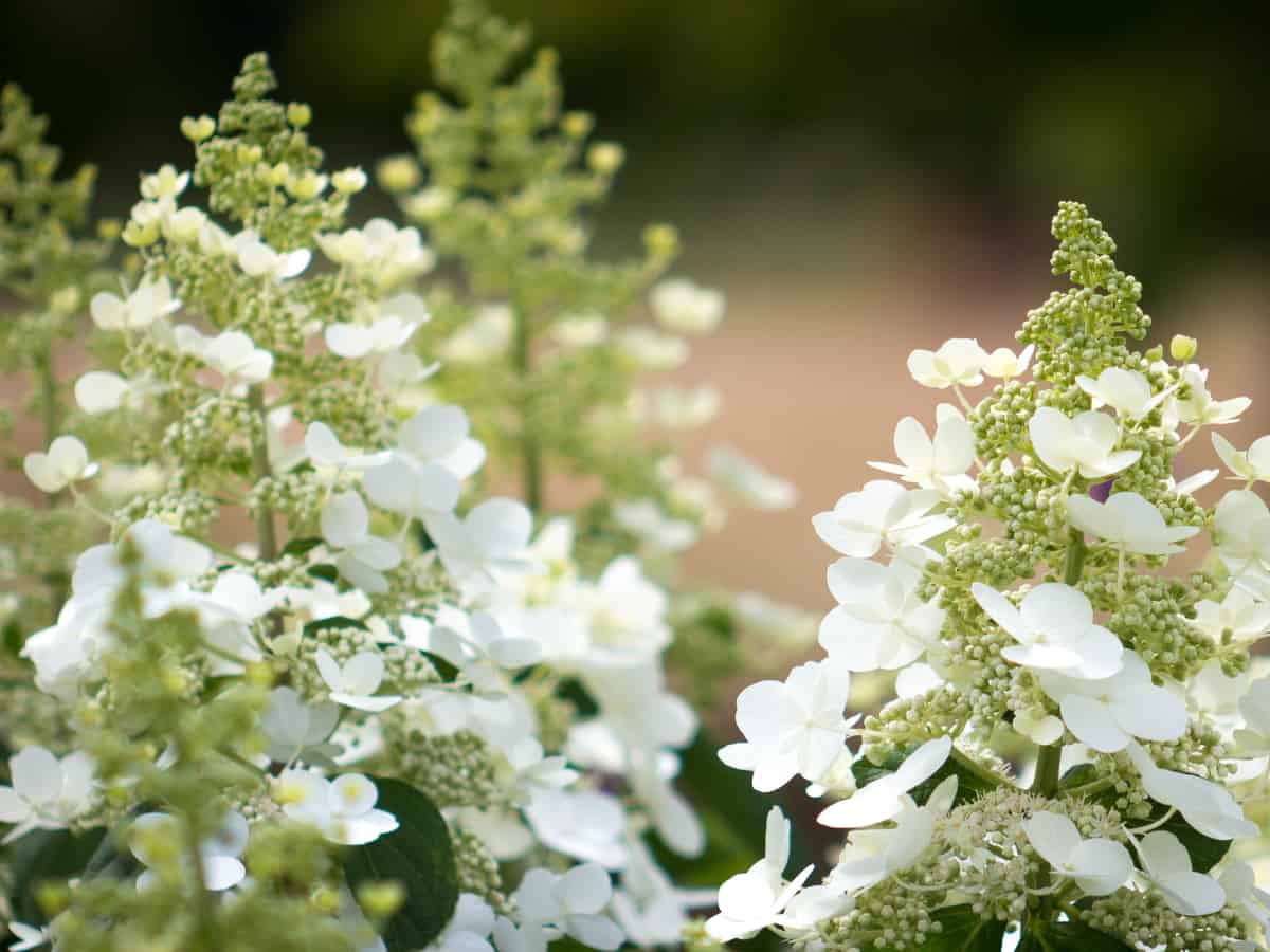 bobo hydrangea is an easy-care shrub that looks great in all seasons