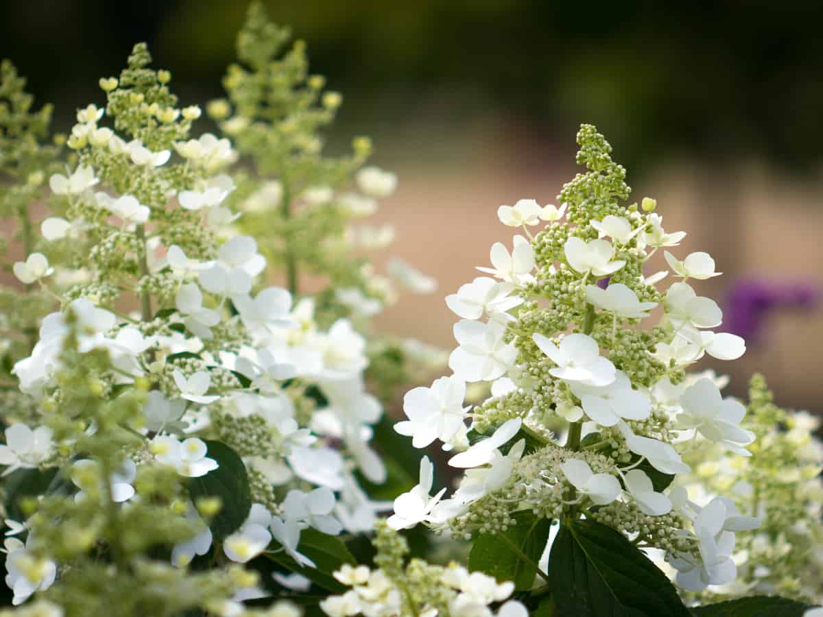 bobo hydrangea is a small flowering shrub that looks great anywhere