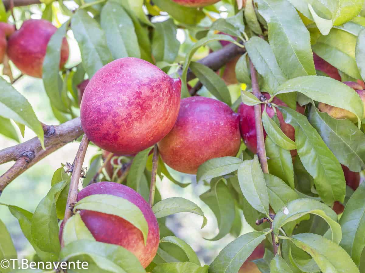 bonfire peach is a beautiful dwarf fruit tree