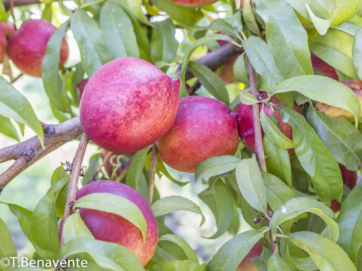 bonfire peach is a beautiful dwarf fruit tree