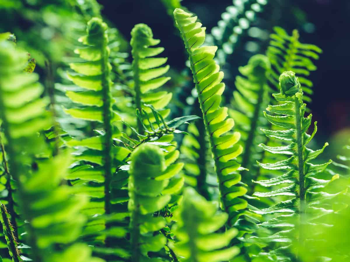 let your Boston fern purify the air from a hanging basket