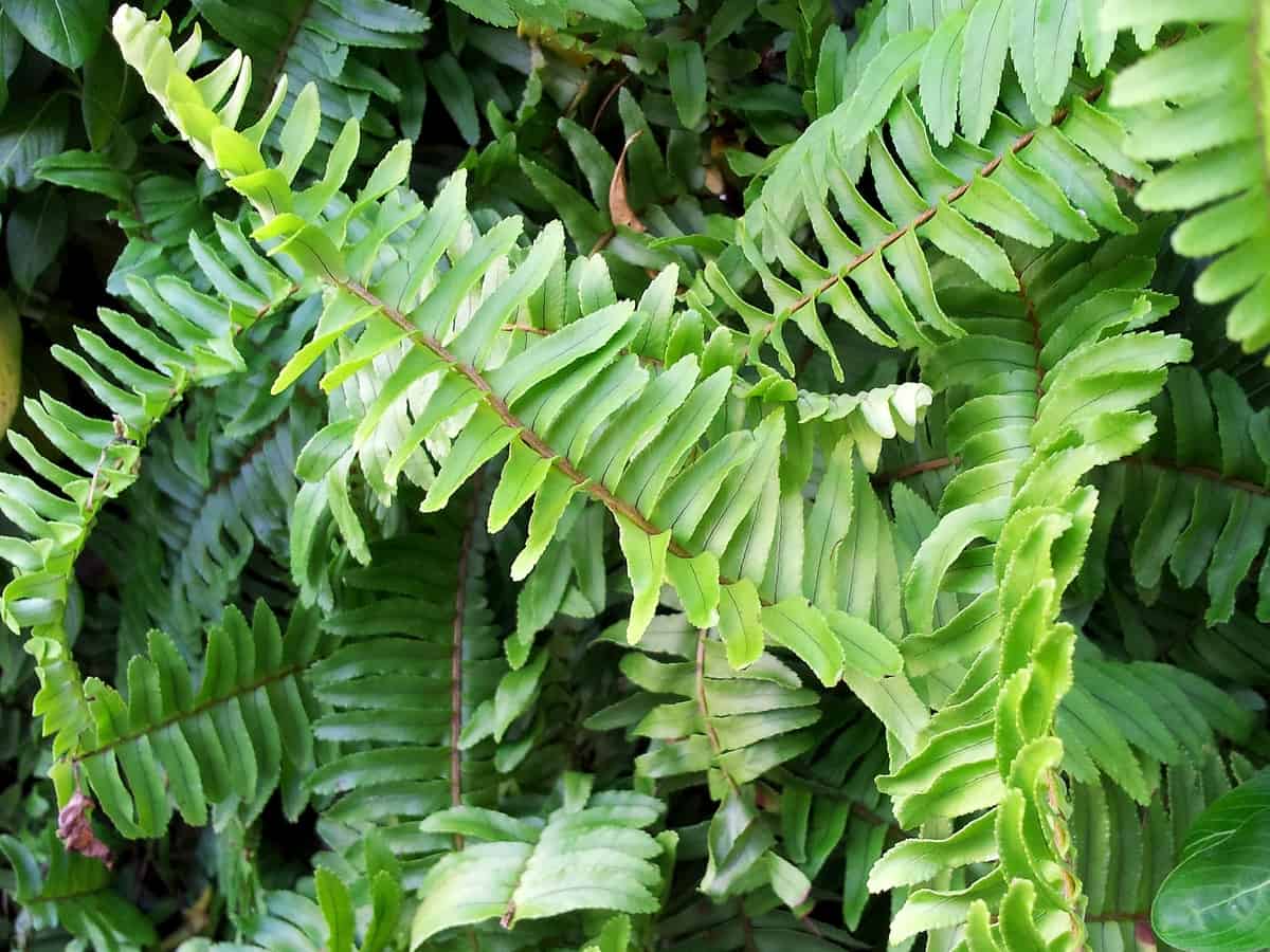 Boston fern enjoys a lot of popularity for growing indoors