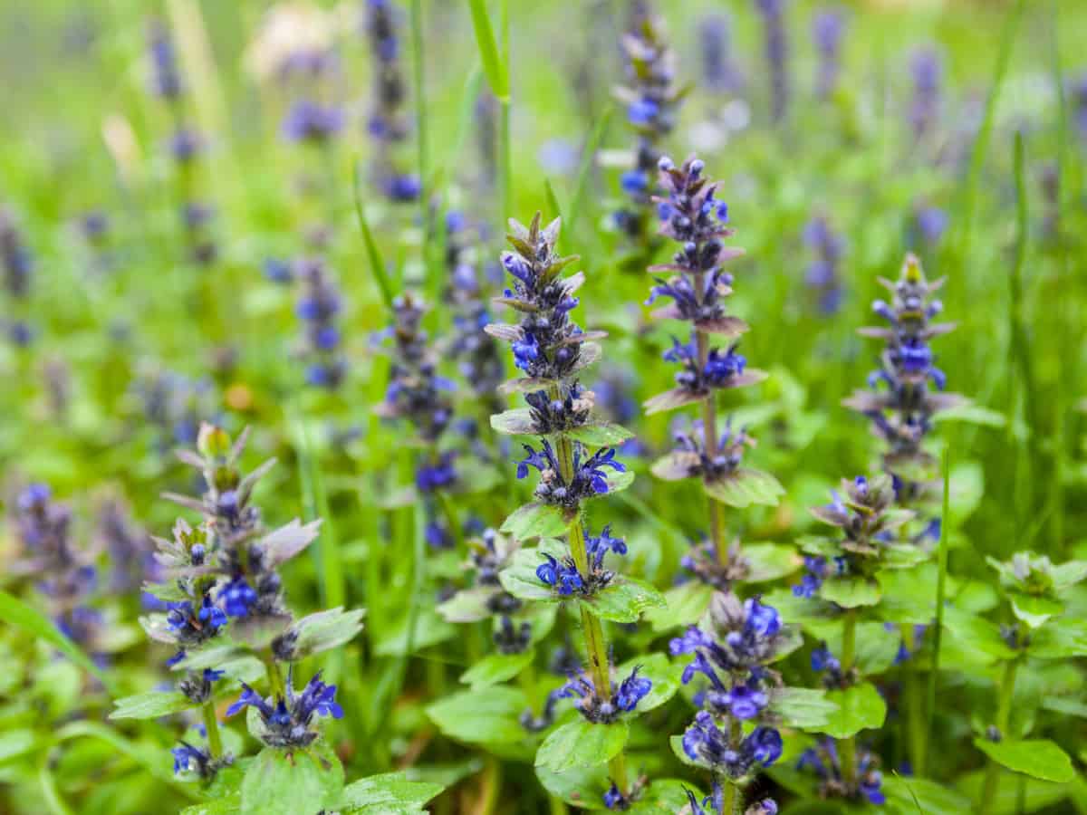 bugleweed is a fast-growing perennial that you can almost plant and forget