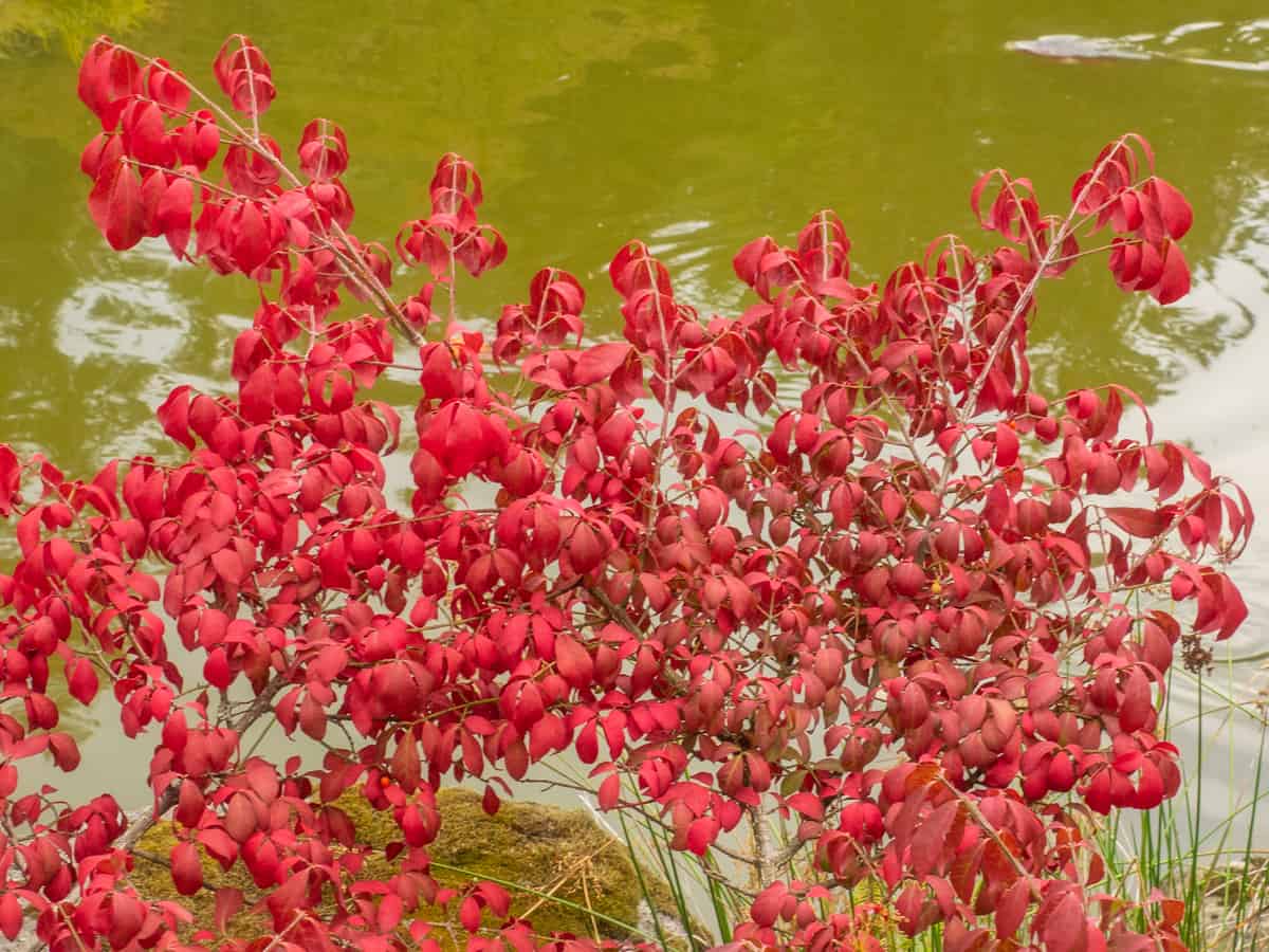 while the burning bush is low maintenance it is also invasive in some areas