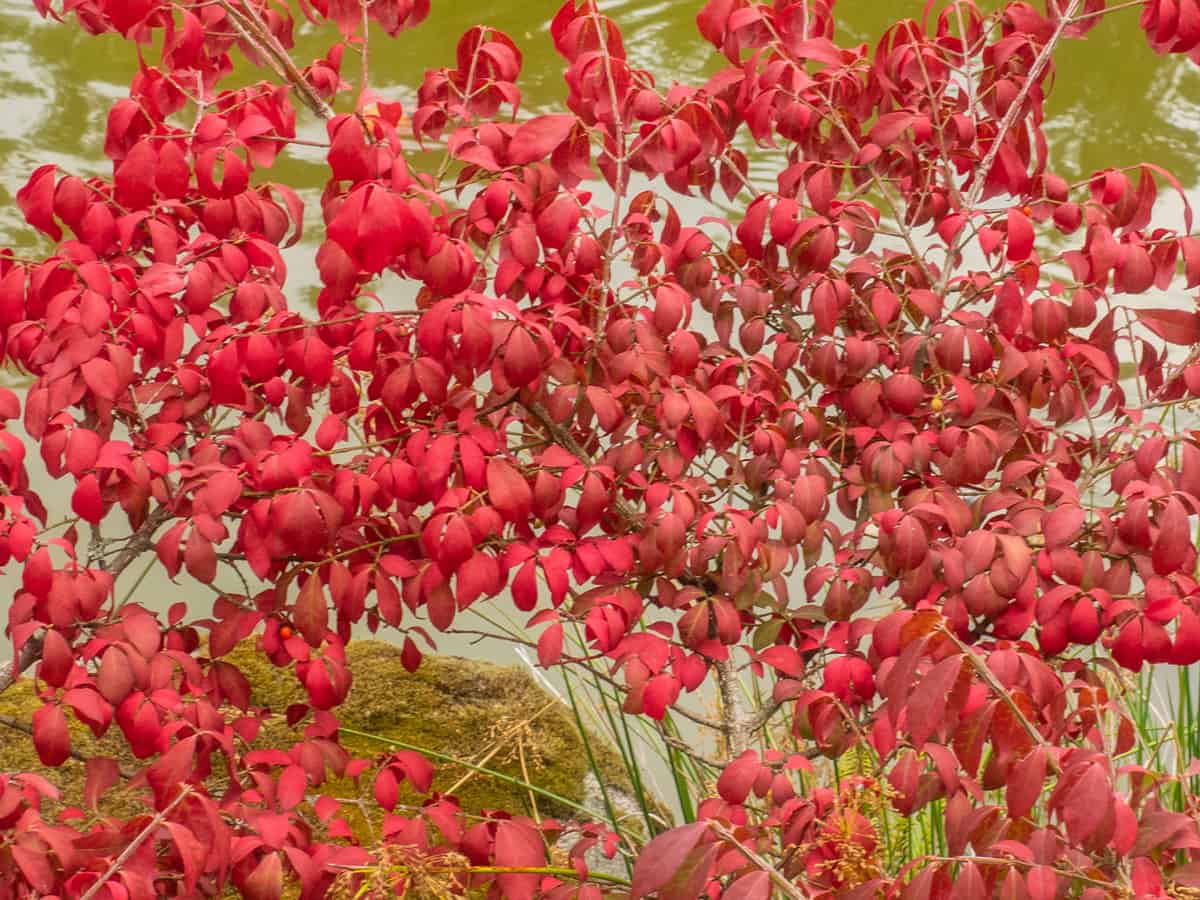 although gorgeous, the burning bush is invasive in some areas