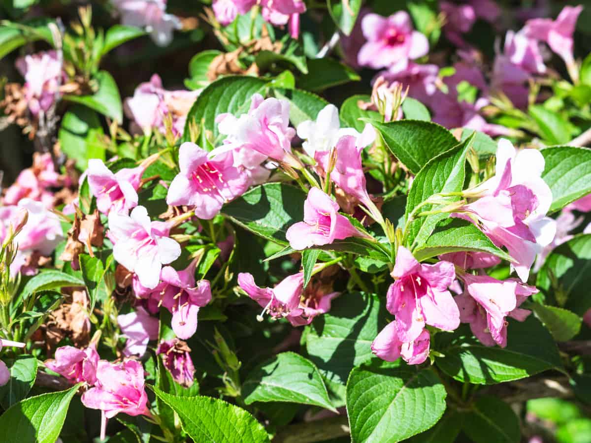 bush honeysuckle is an amazing shrub that adds color to any garden