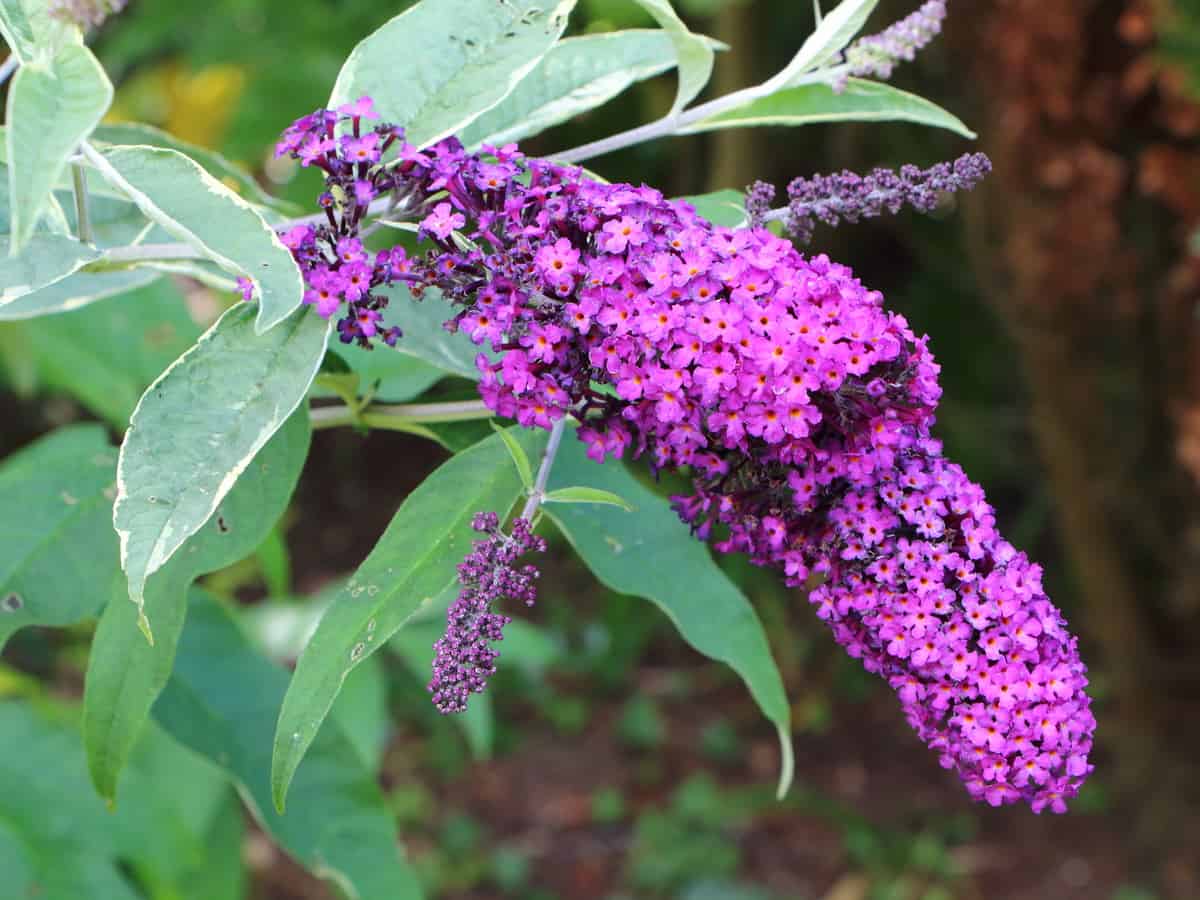 bees, birds, and butterflies love the lo & behold butterfly bush