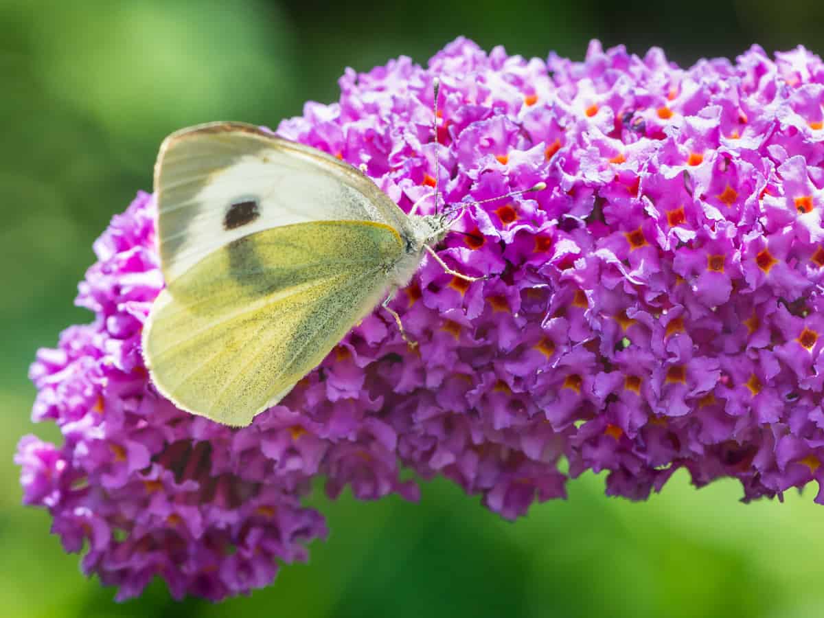 butterfly bush comes in a variety of colors