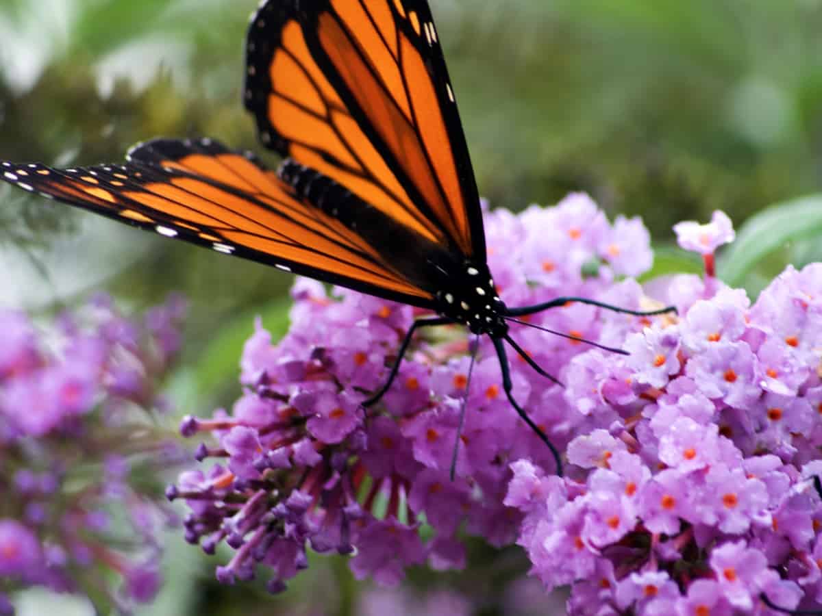 plant a butterfly bush or two to attract bees and butterflies