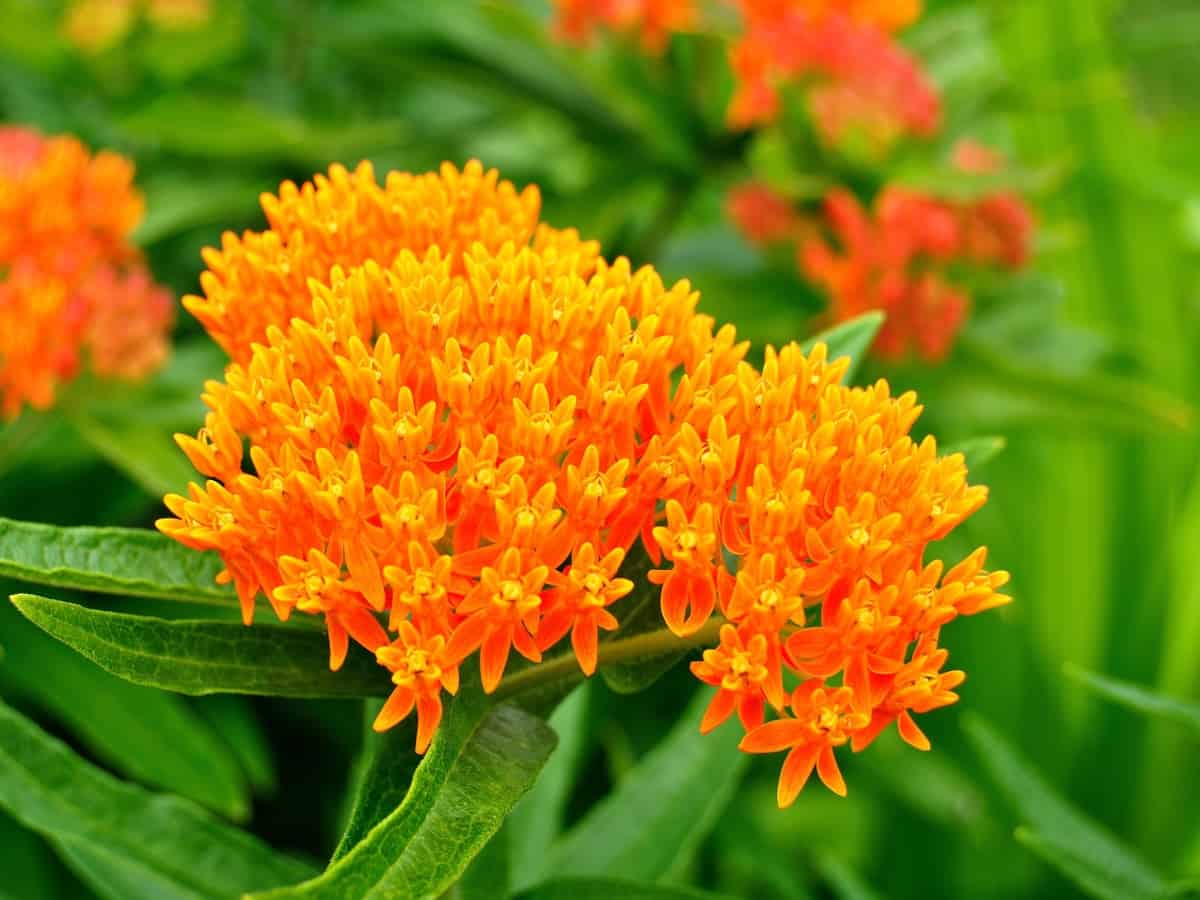 butterfly weed is one of the easiest perennials to grow